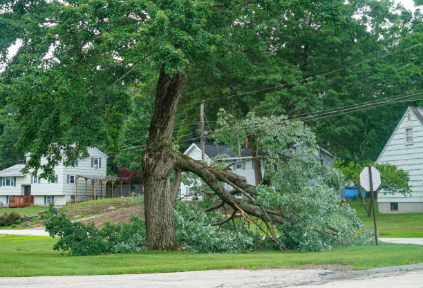 Best Fruit Tree Pruning  in Eldridge, IA